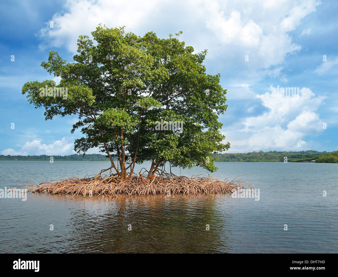 Isolotto di mangrovie nell arcipelago di Bocas del Toro,mare dei Caraibi, Panama Foto Stock