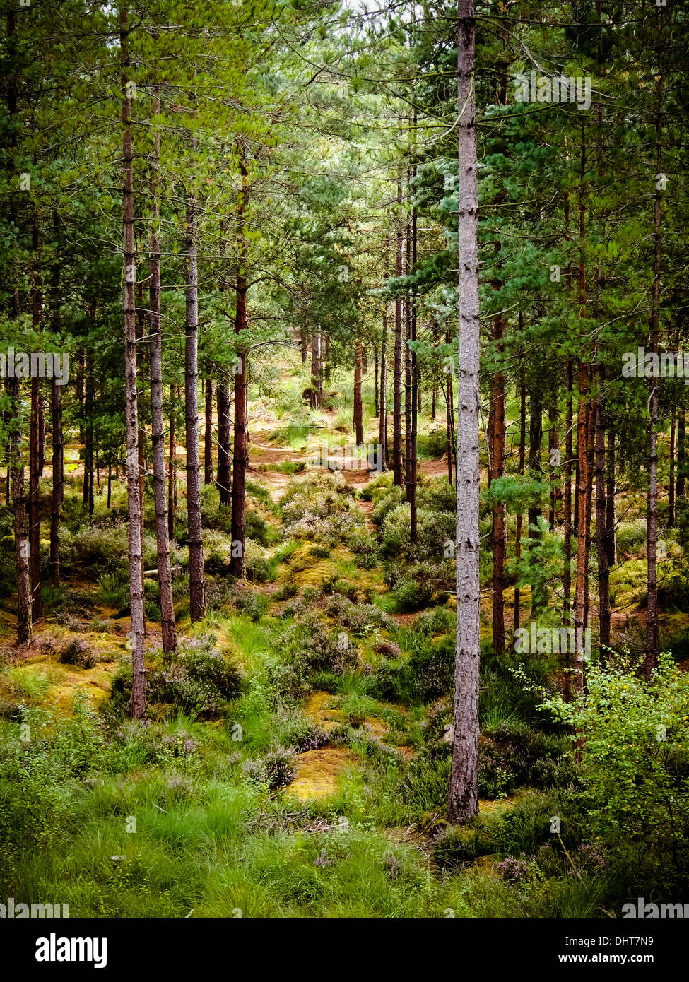 Una fitta foresta con rilievi sul suolo della foresta all'interno di Mori Valley Country Park nella nuova foresta , Inghilterra Foto Stock