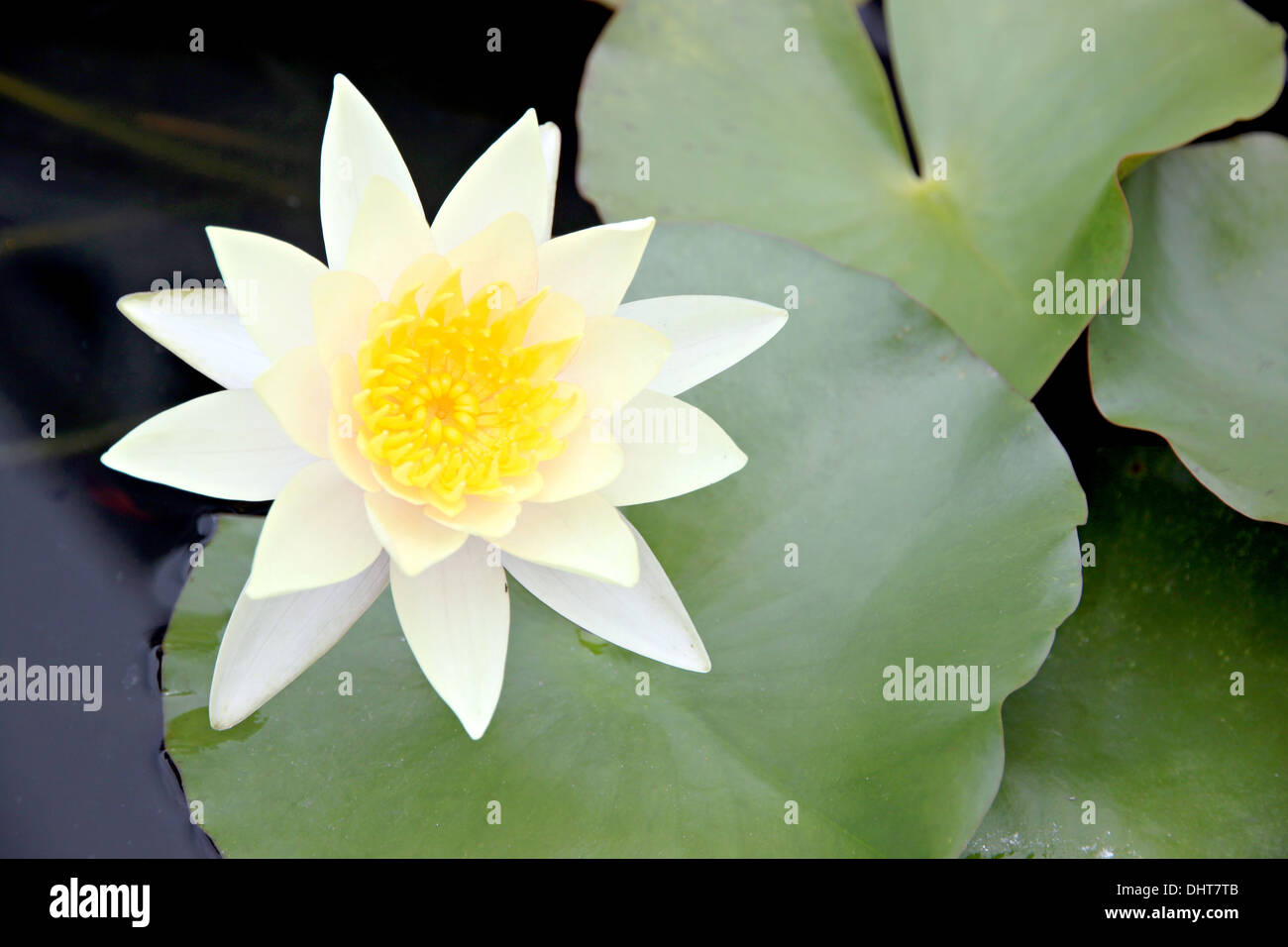 Bianco giallastro Lotus in piscina e foglie verdi circostanti. Foto Stock