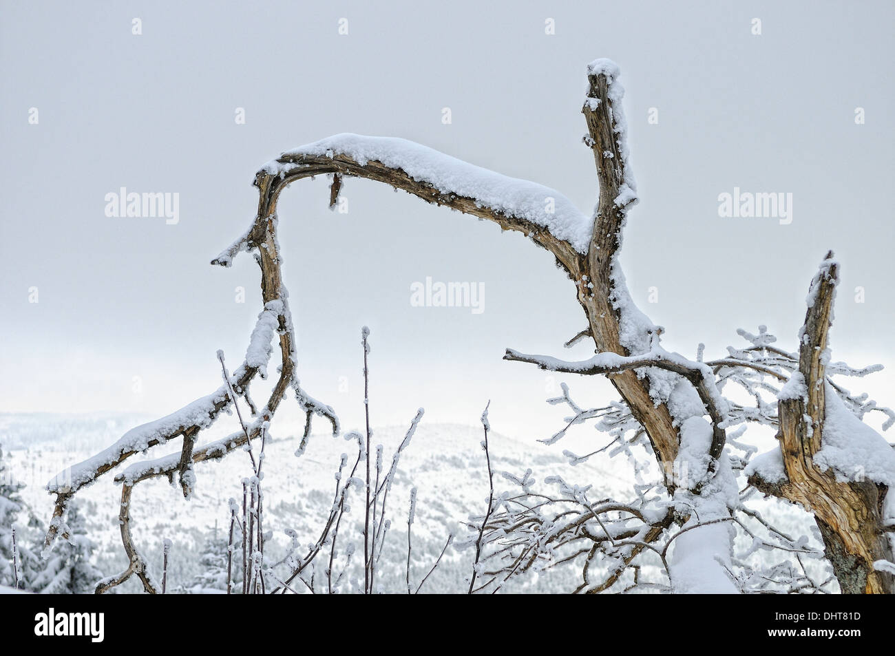 Inverno Meteo neve nei boschi Foto Stock
