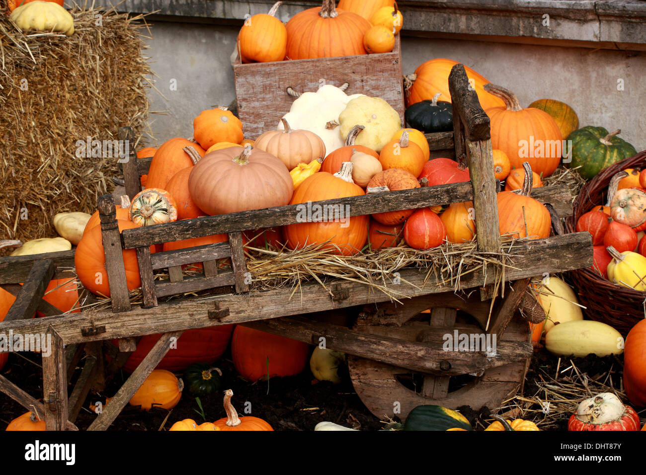 Una collezione di zucche e zucche, Cucurbita pepo, Cucurbitaceae. Aka Estate Squash, zucche invernali. Foto Stock