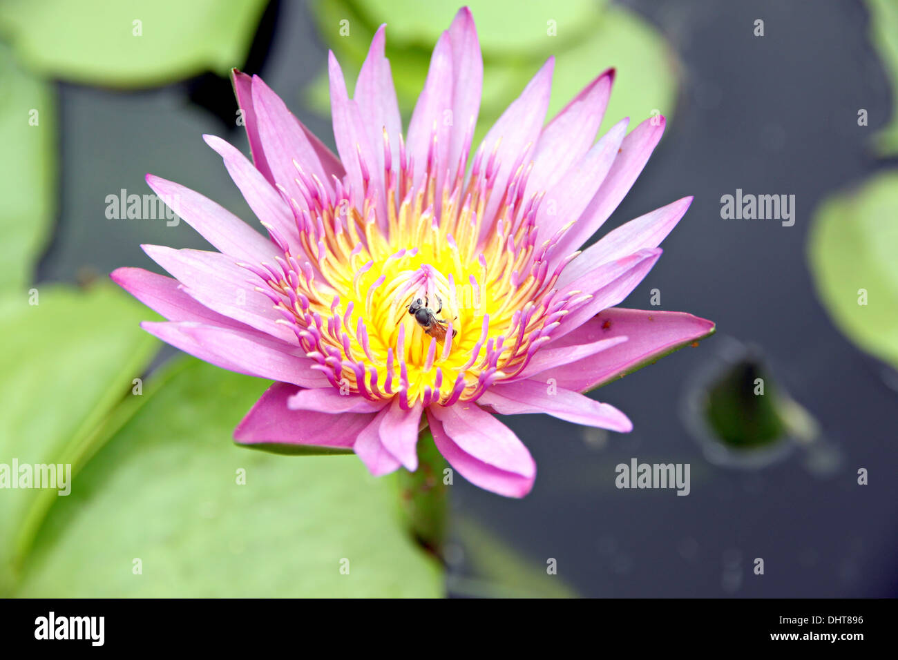 Rosa,giallo Lotus in piscina e ha bee arroccato con foglie verdi che circondano. Foto Stock