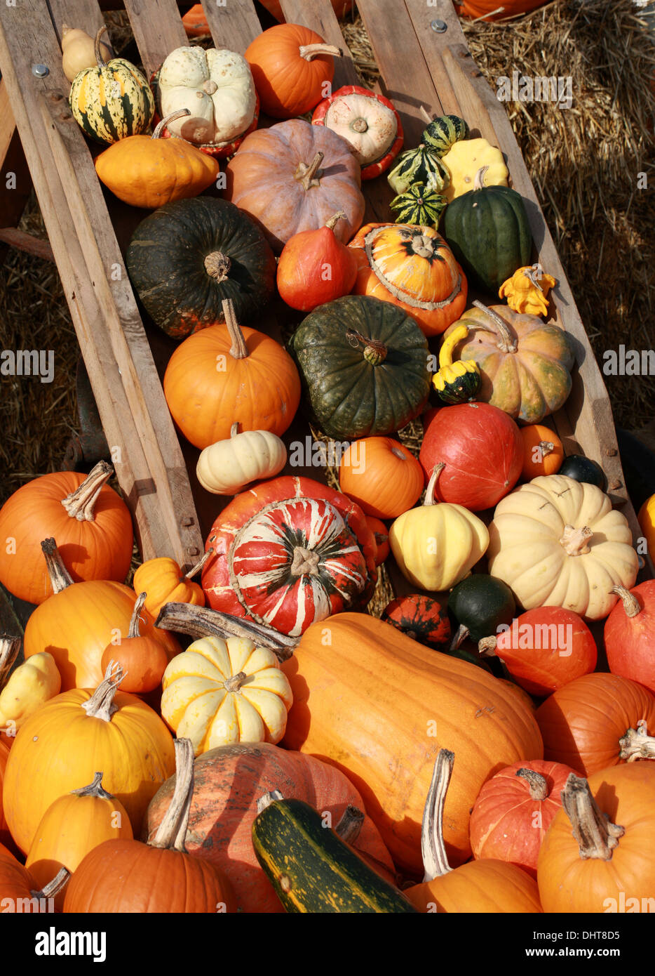 Una collezione di zucche e zucche, Cucurbita pepo, Cucurbitaceae. Aka Estate Squash, zucche invernali. Foto Stock