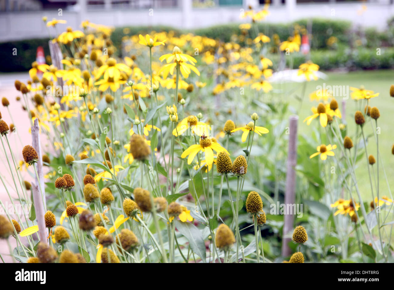 Fiore giallo è messicano di erbaccia di girasole nel cortile. Foto Stock