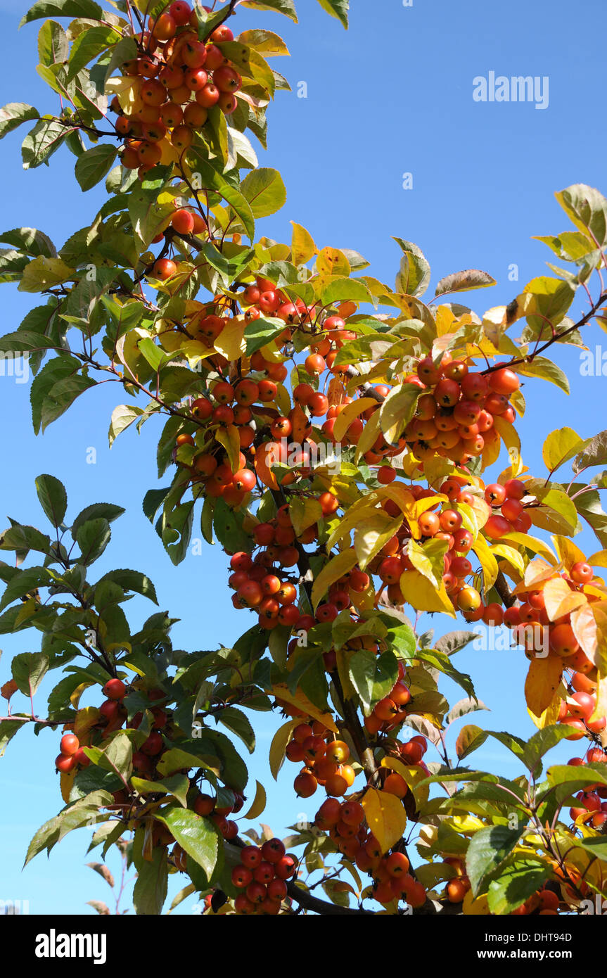 Crabapple Foto Stock