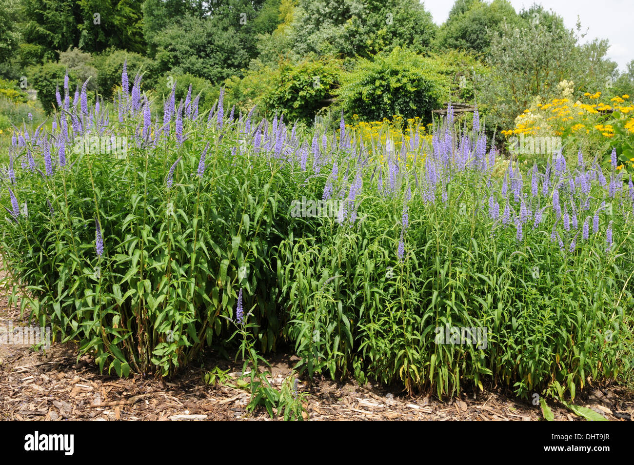 Veronica longifolia Foto Stock