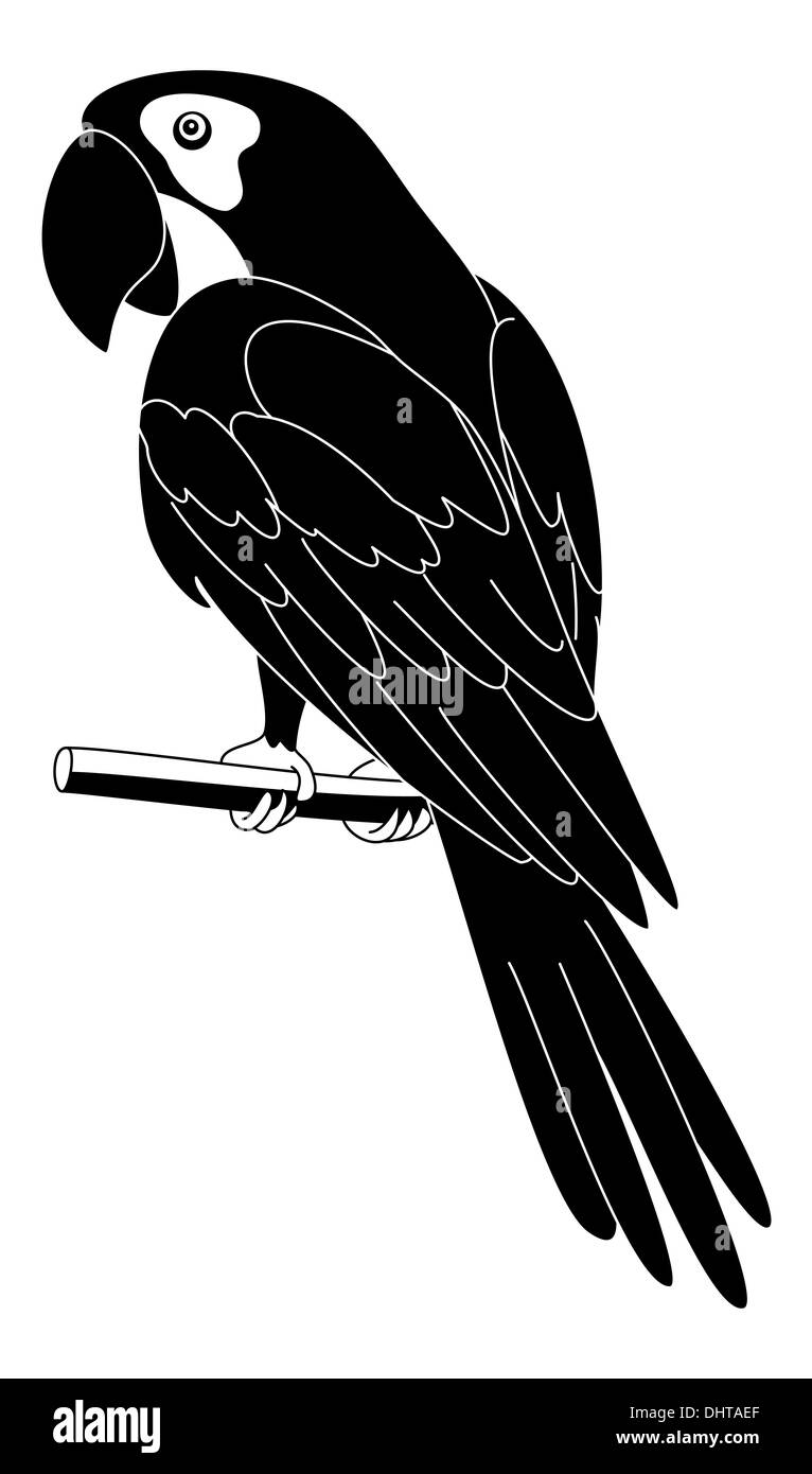 Parrot, silhouette nera Foto Stock