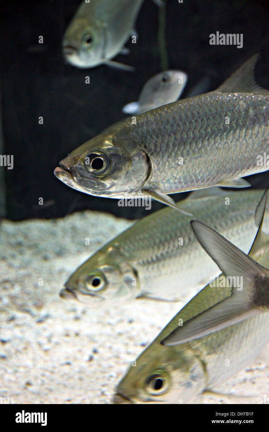 La messa a fuoco delle immagini Atlantic tarpon in acquario di pesci. Foto Stock