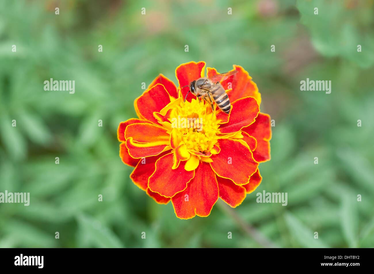 Bee seduto e succhiare nctar su un fiore Foto Stock