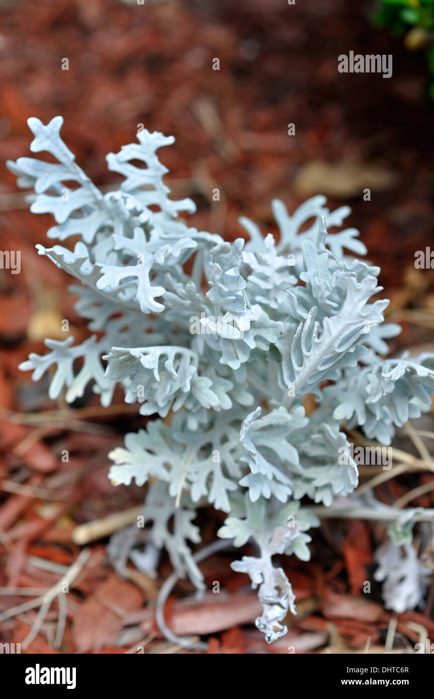 Miller polverosi aka argento erba tossica - Jacobaea maritima Foto Stock