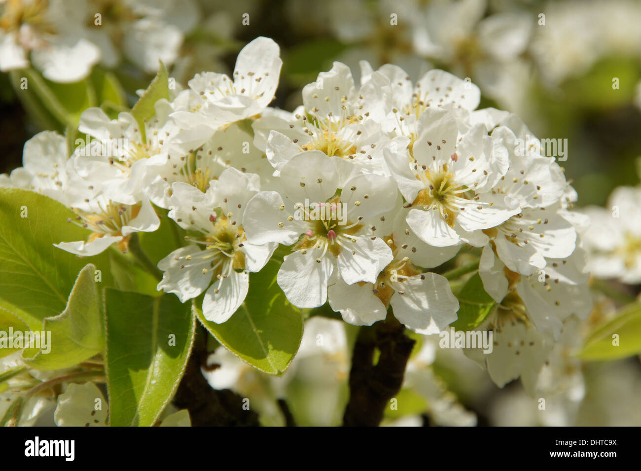 Fiori di pera Foto Stock