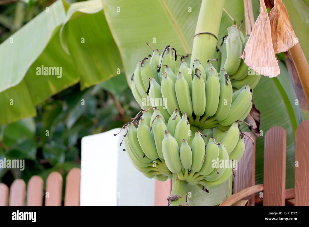 Non è ancora maturo banana sul lato recinto home. Foto Stock