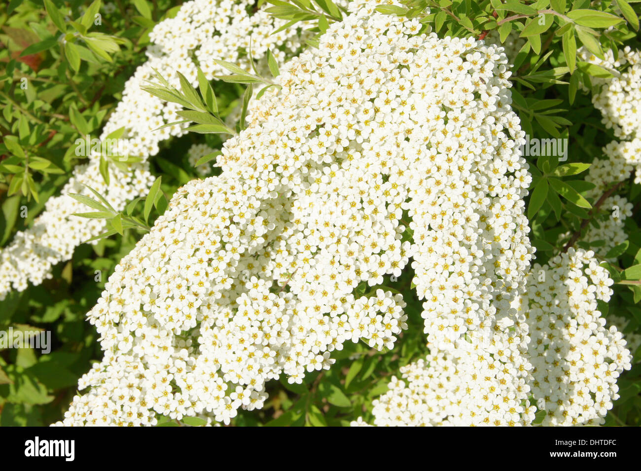 Arbusto giapponese spiraea Foto Stock