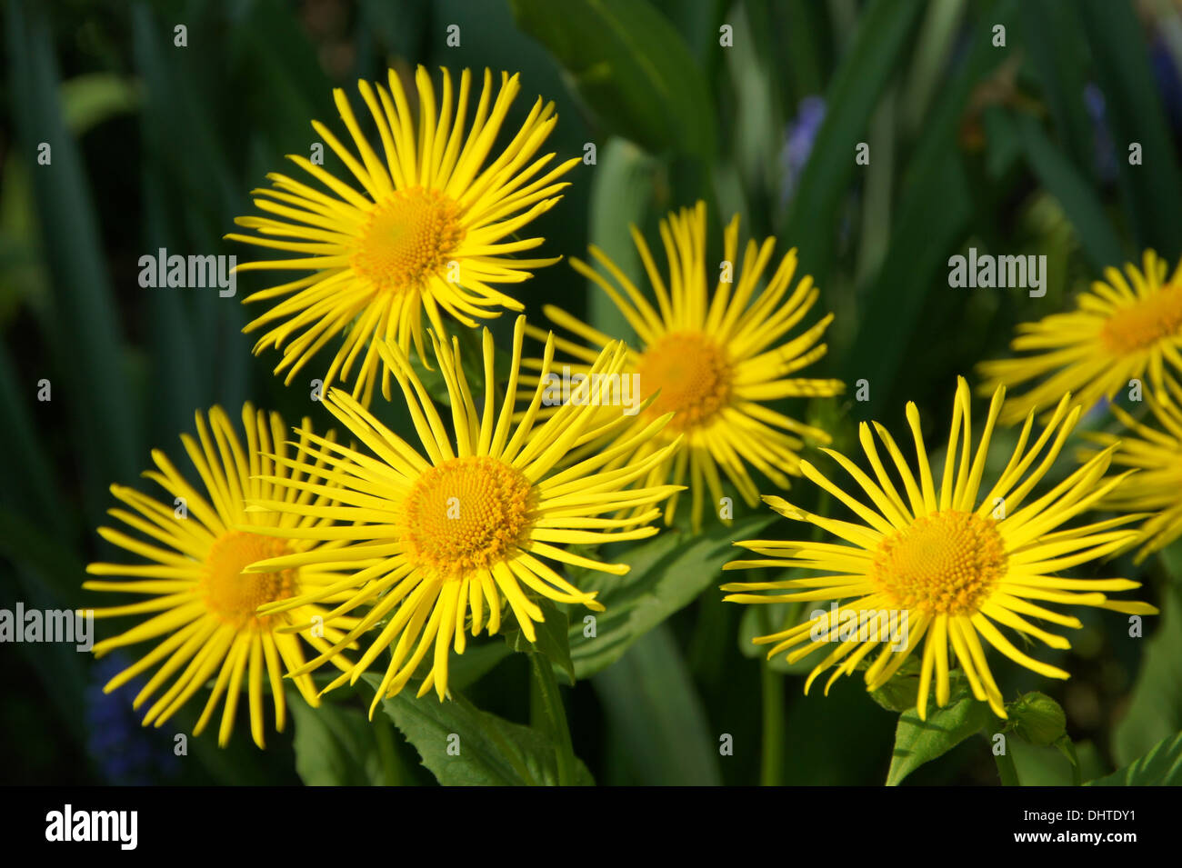 Bane di Leopardi Foto Stock