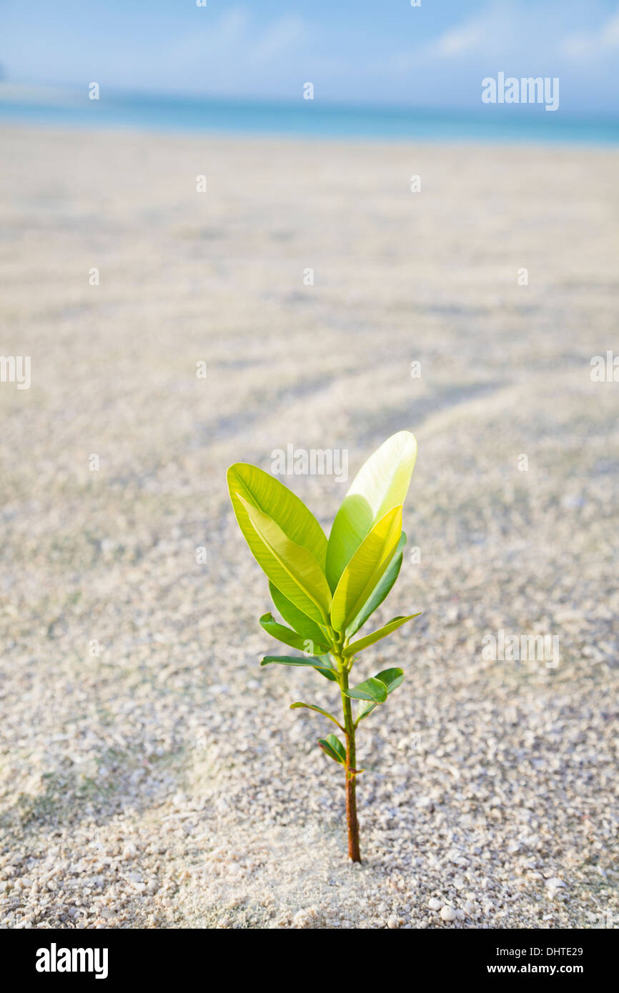 Piccolo albero sulla spiaggia di sabbia Foto Stock