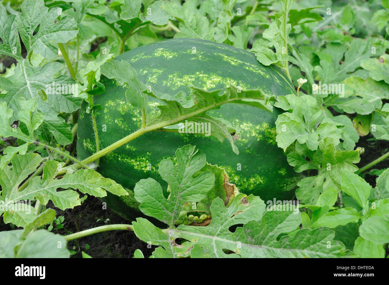 Verde grande anguria striata sul campo Foto Stock