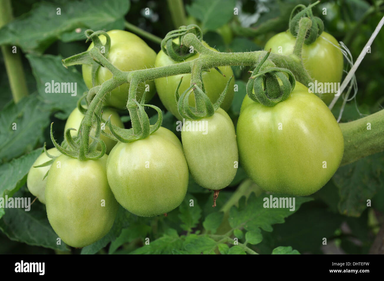 Pomodori verdi che crescono su di un ramo Foto Stock