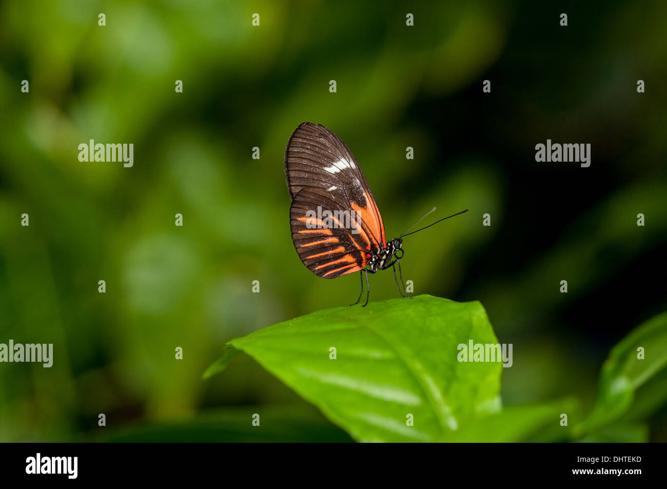 Un bel postino butterfly si appollaia su una lama della balestra Foto Stock
