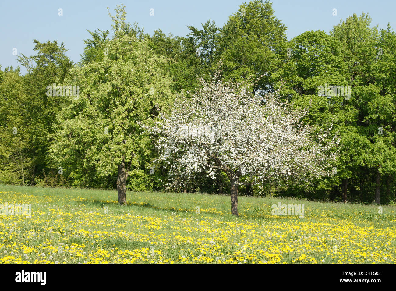Pear Tree dopo la fioritura e la fioritura del melo Foto Stock