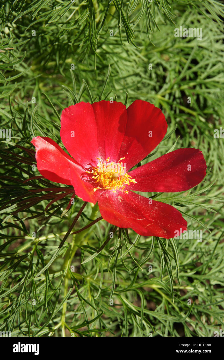 Peonia Foto Stock