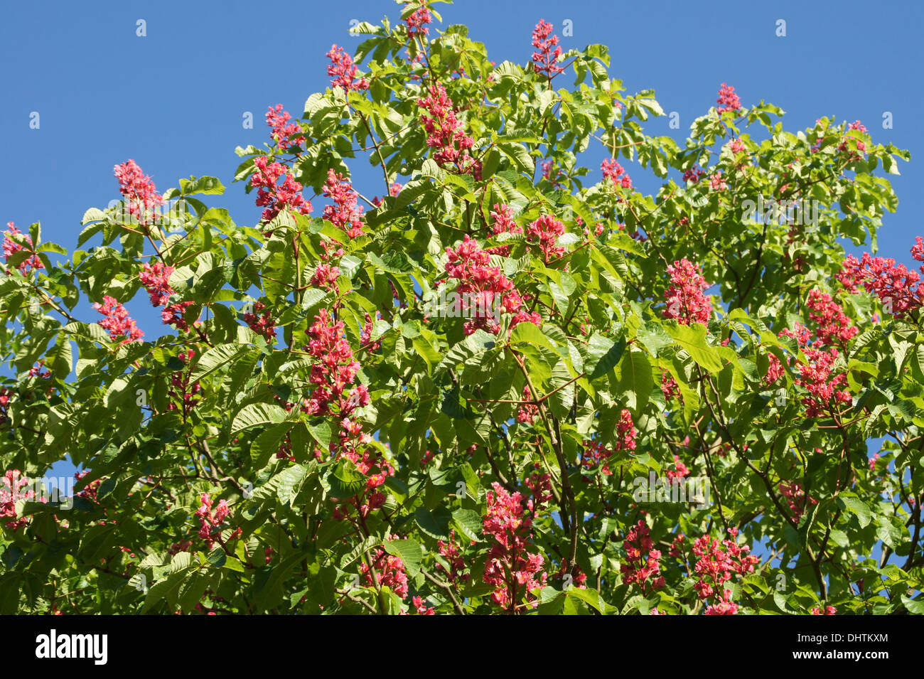 Red ippocastano Foto Stock