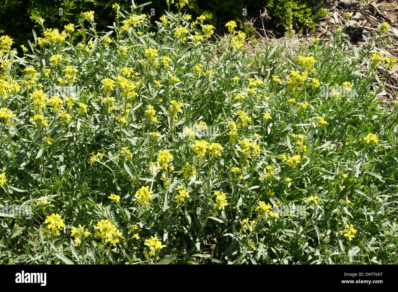Wallflowers svizzero Foto Stock