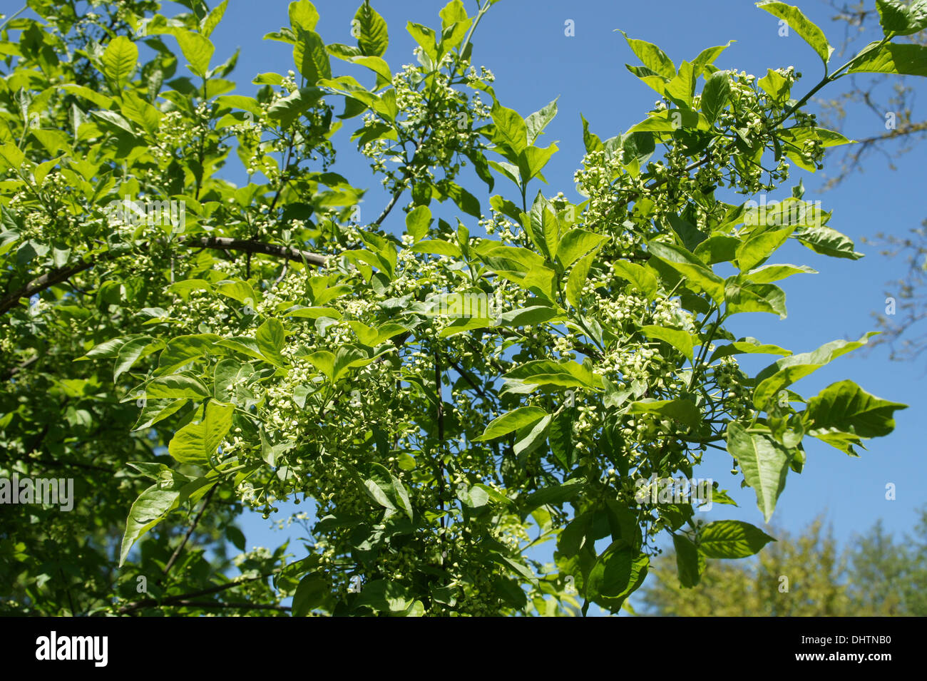 Mandrino europea Foto Stock