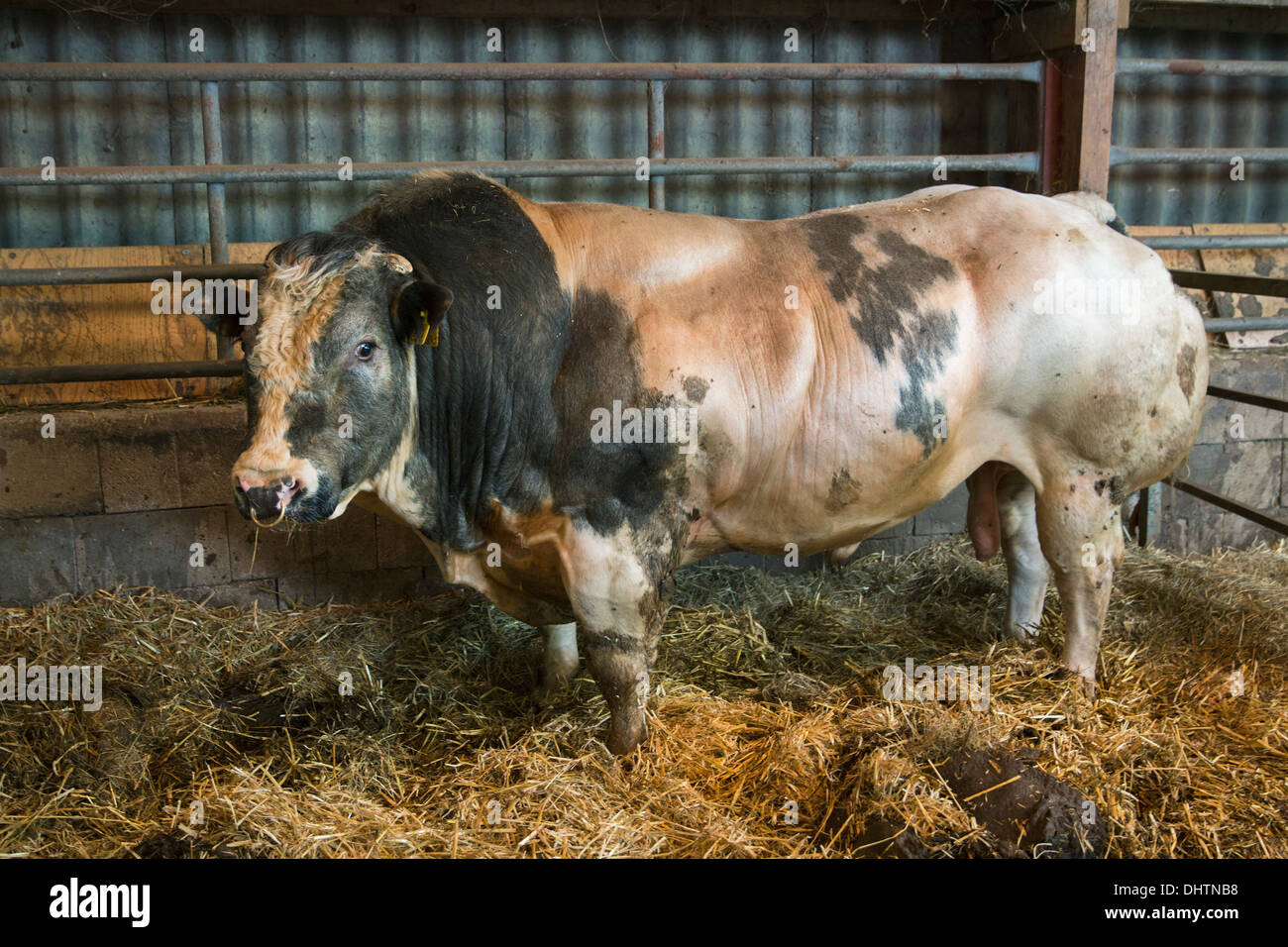 Paesi Bassi, Noordbeemster, Beemster Polder, Sito Patrimonio Mondiale dell'UNESCO. Allevamento di Bull in stabile Foto Stock