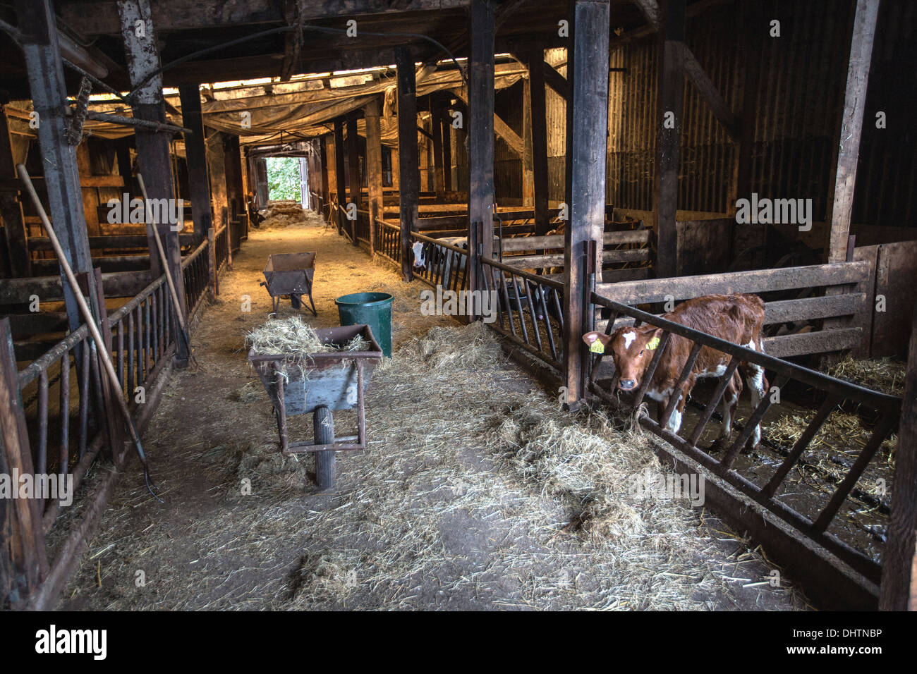 Paesi Bassi, Noordbeemster, Beemster Polder, Sito Patrimonio Mondiale dell'UNESCO. Mucca i vitelli in stabile Foto Stock