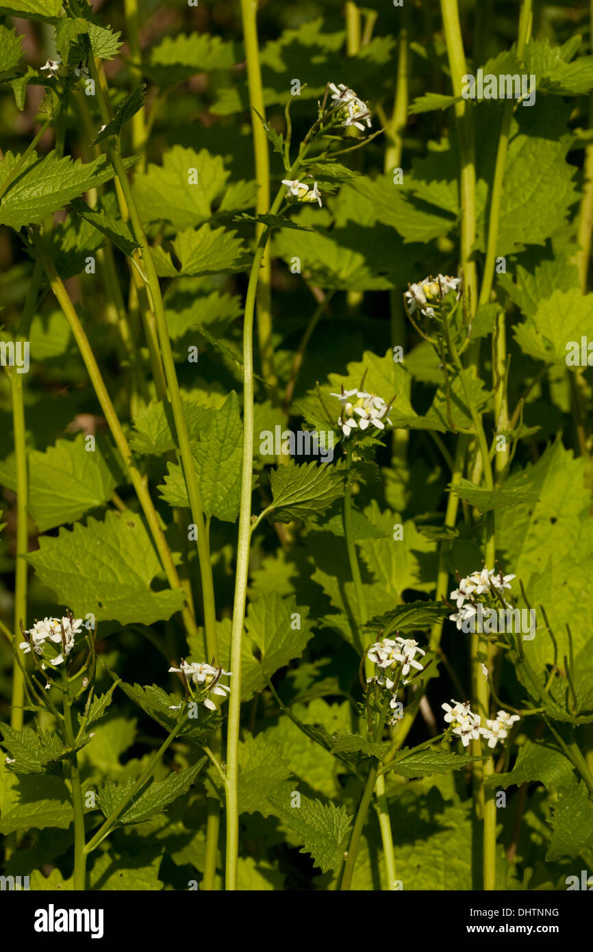 A base di erbe naturali medicina (Alliaria petiolata) come sfondo Foto Stock