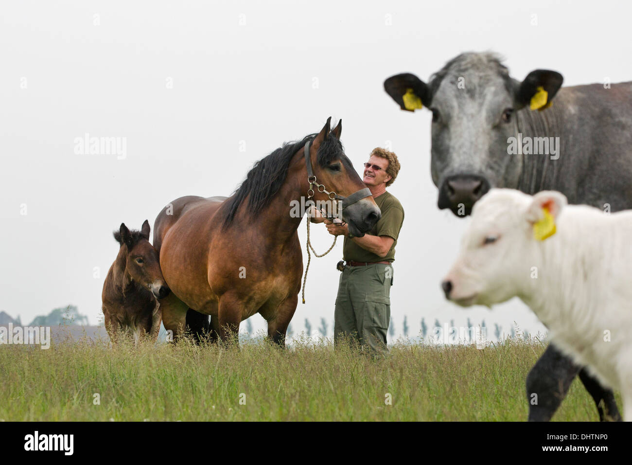 Paesi Bassi, Noordbeemster, Beemster Polder. L'agricoltore e belga o Zeeland progetto di cavallo e Belga Blue vacche Foto Stock