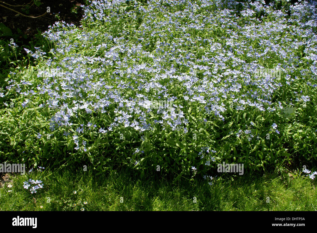 Selvaggio blu phlox Foto Stock