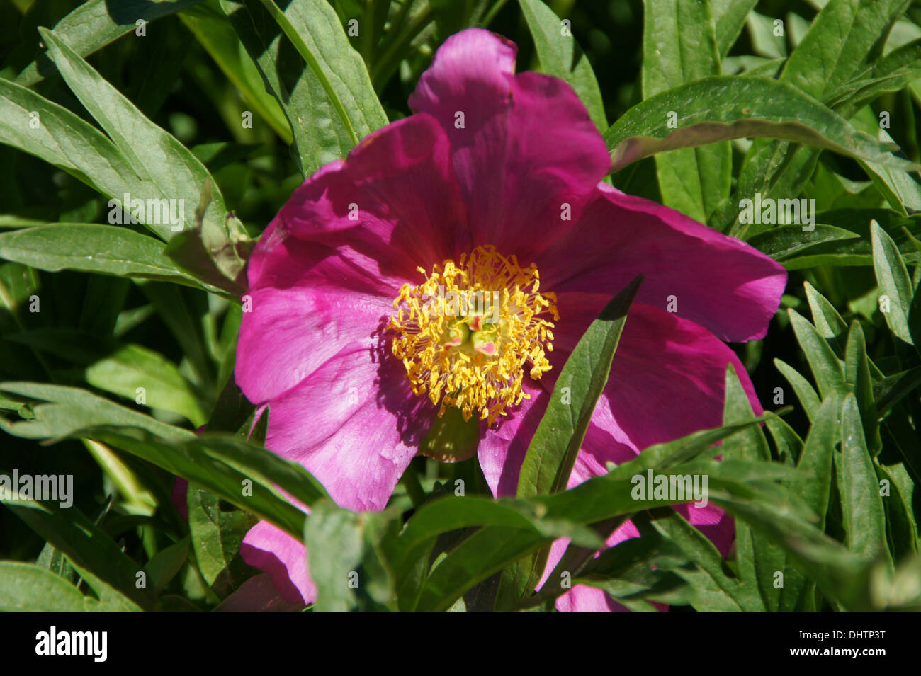 Peonia Foto Stock