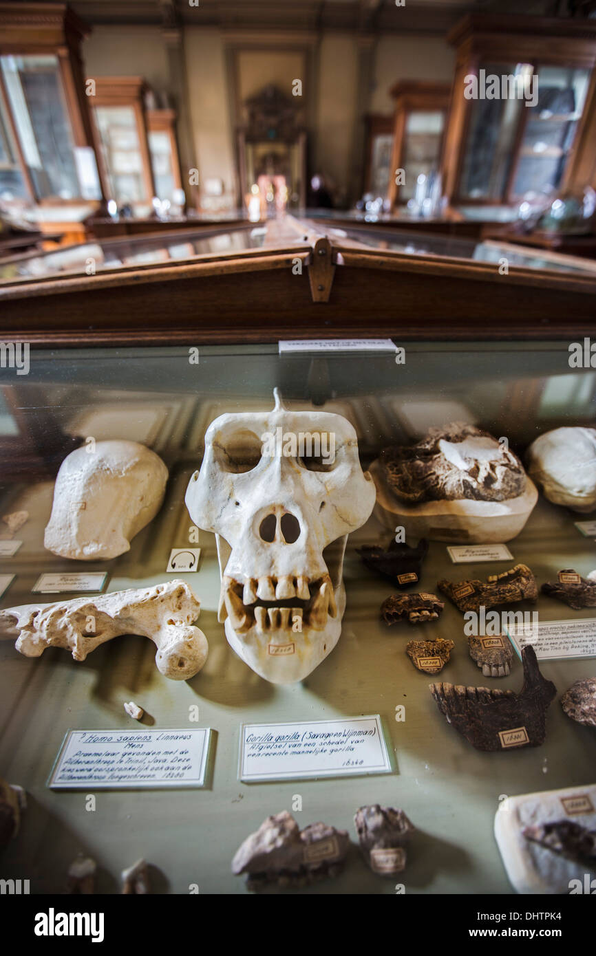 Paesi Bassi, Haarlem, Teylers Museum, sulla lista propositiva di lista dell UNESCO, patrimonio preistorico Foto Stock