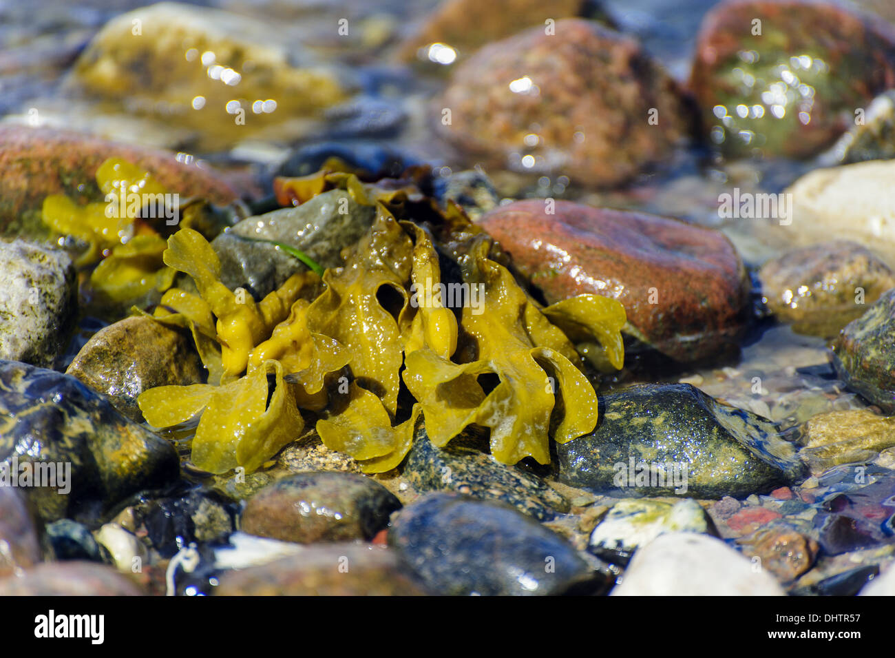 Le alghe Foto Stock