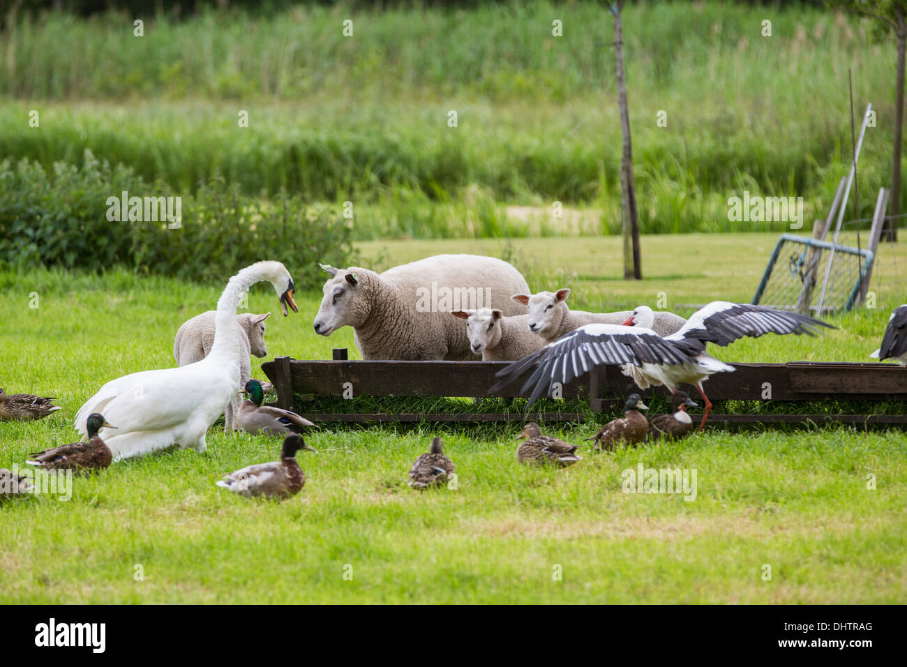 Paesi Bassi, Kortenhoef, cicogne Comune di mangiare il cibo delle pecore. Cigno li insegue Foto Stock