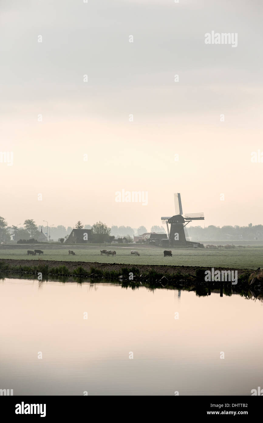 Paesi Bassi, Buitenkaag, mulino a vento vicino a cinghia polder canal. Vacche Foto Stock