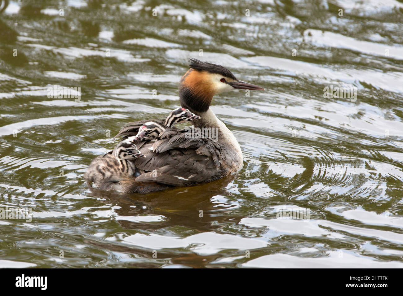 Paesi Bassi, Buitenkaag, Svasso e pulcini Foto Stock