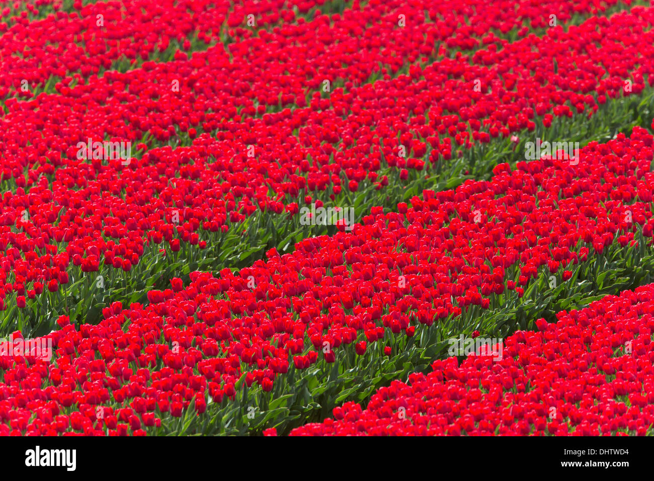 Paesi Bassi, Middenbeemster, Beemster Polder, un sito Patrimonio Mondiale dell'UNESCO. Fioritura rosso i campi di tulipani. Foto Stock