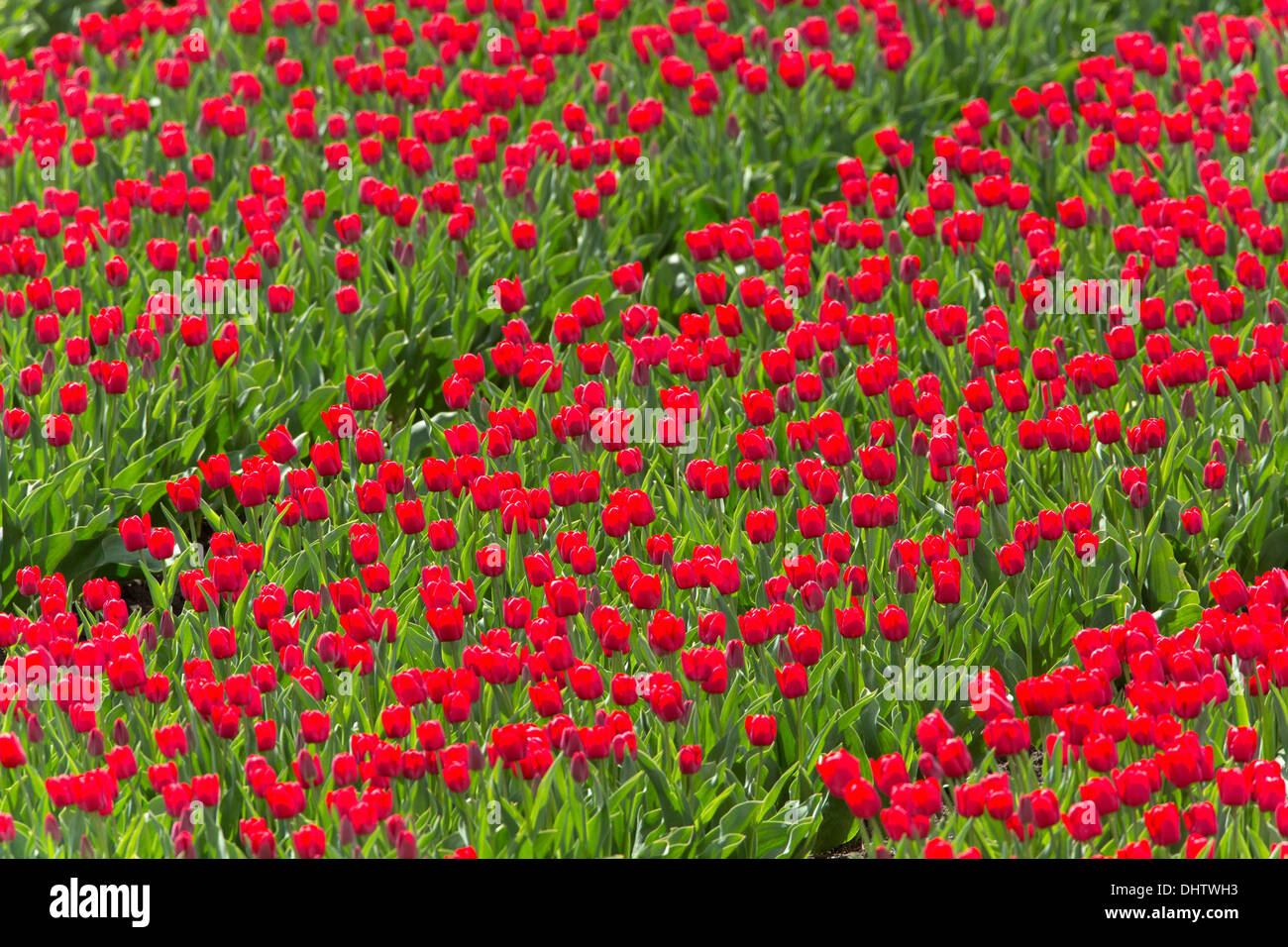 Paesi Bassi, Middenbeemster, Beemster Polder, un sito Patrimonio Mondiale dell'UNESCO. Fioritura rosso i campi di tulipani. Foto Stock