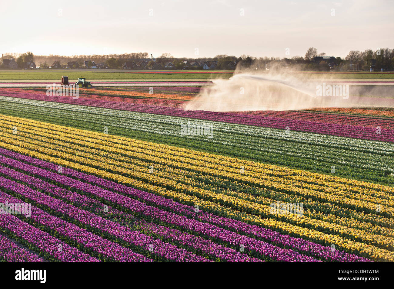 Paesi Bassi, Krabbendam. Fioritura campi di tulipani. Irroratore Foto Stock