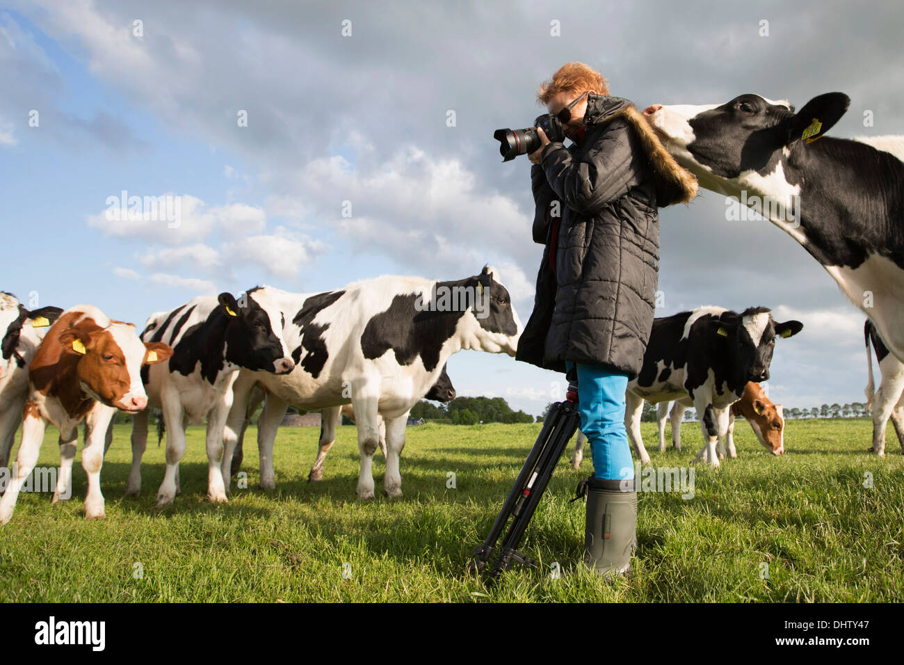 Paesi Bassi, Weesp, mucche in prato. Fotografo Marjolijn van Steeden. Foto Stock