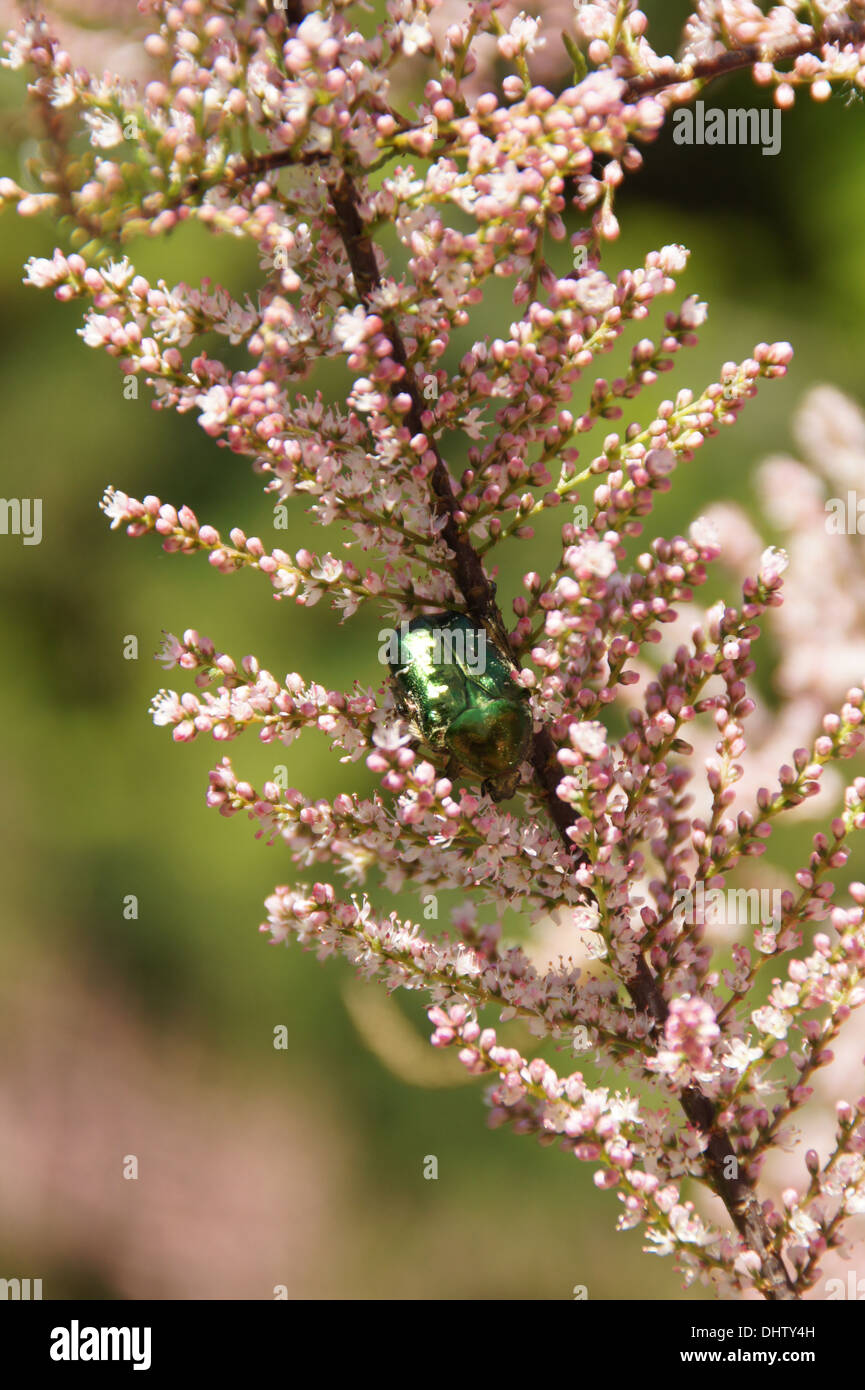 Saltcedar Foto Stock