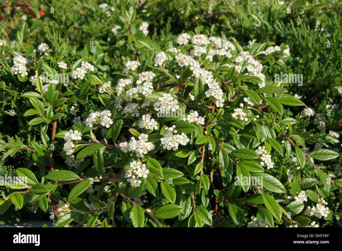 Dwarf cotoneaster Foto Stock