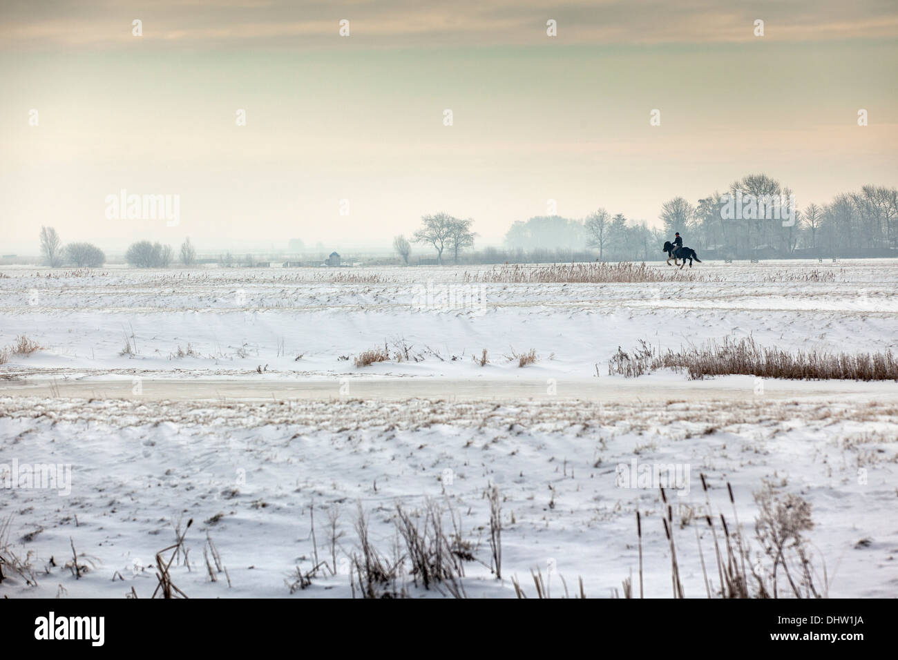Paesi Bassi, Broek in Waterland. Volgermeerpolder polder. Riserva naturale. Ex discarica di rifiuti. Uomo e cavallo al galoppo. Inverno Foto Stock
