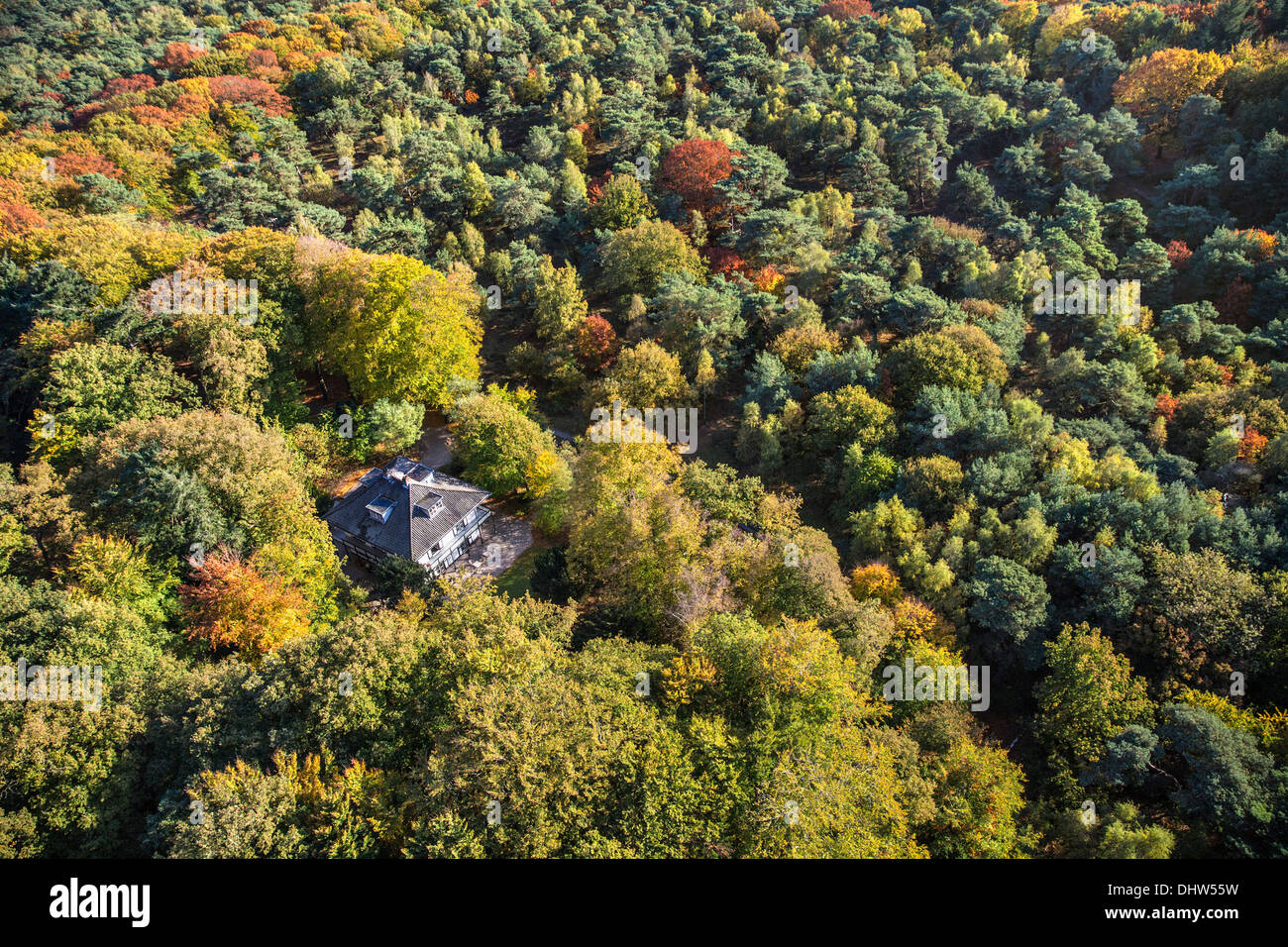 Paesi Bassi, Loosdrecht, alberi. Colori dell'autunno. Antenna Foto Stock