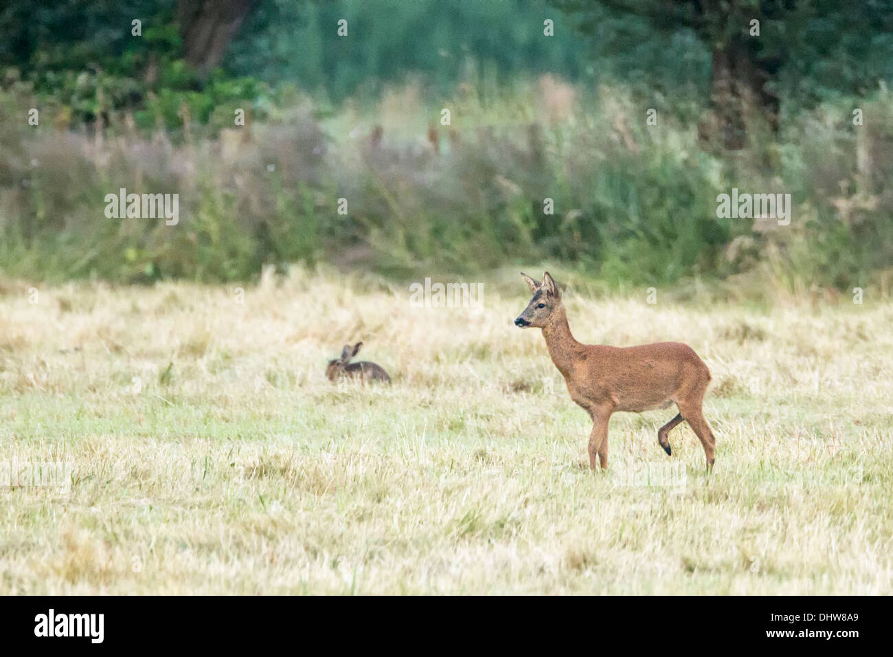 Paesi Bassi, 's-Graveland, cervo e capriolo e lepre Foto Stock