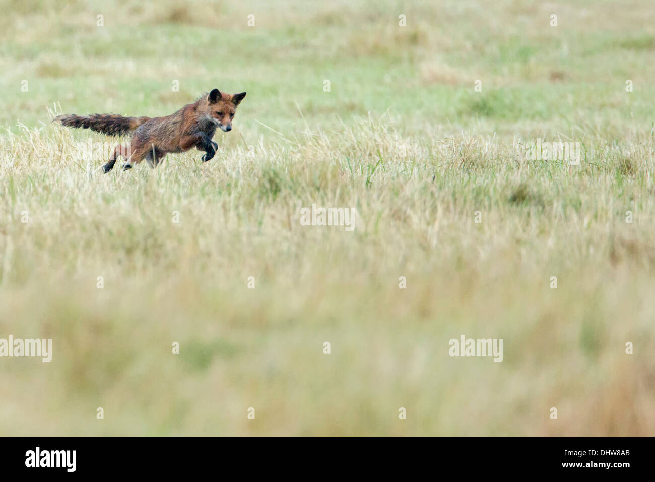 Paesi Bassi, 's-Graveland, giovani red fox hunting mouse Foto Stock