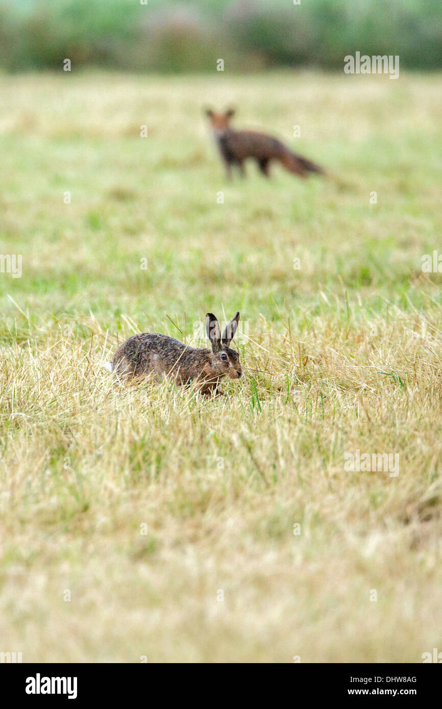 Paesi Bassi, 's-Graveland, giovani RED FOX guardando il coniglio Foto Stock