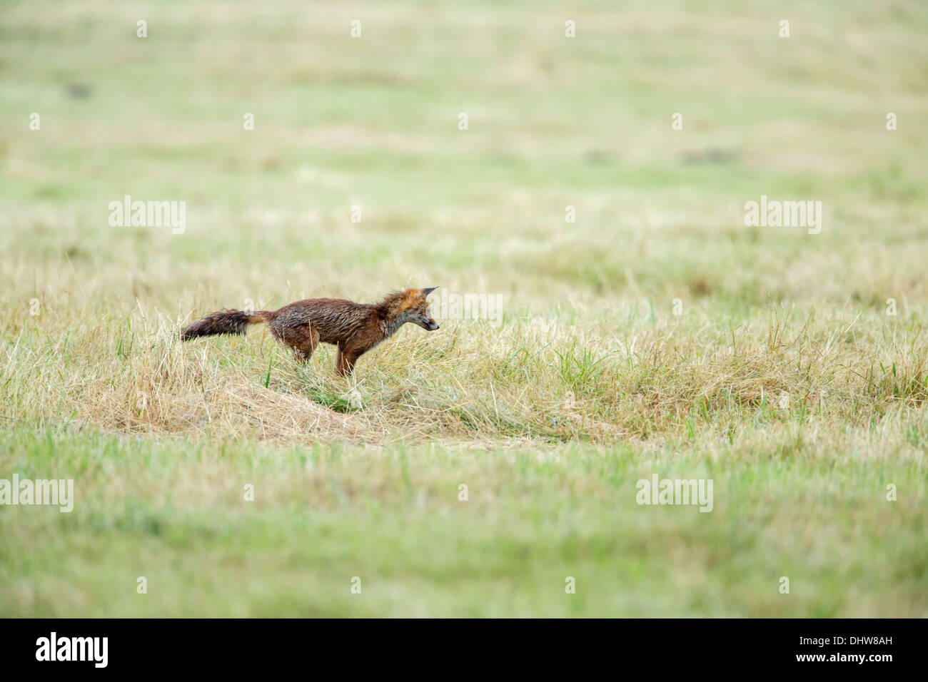 Paesi Bassi, 's-Graveland, giovani red fox hunting mouse Foto Stock